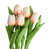 Rose/Blanc