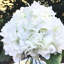 Arrangement de hortensia en vase-1487296949