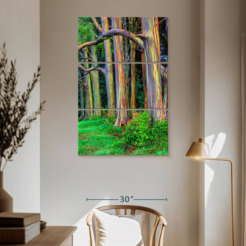 Maui Rainbow Eucalyptus Trees, 65" H x 42" W