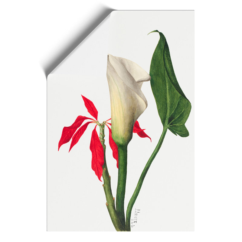 Calla Lily by Mary Vaux Walcott - No Frame Painting, 59cm H x 42cm W x 0.1cm D