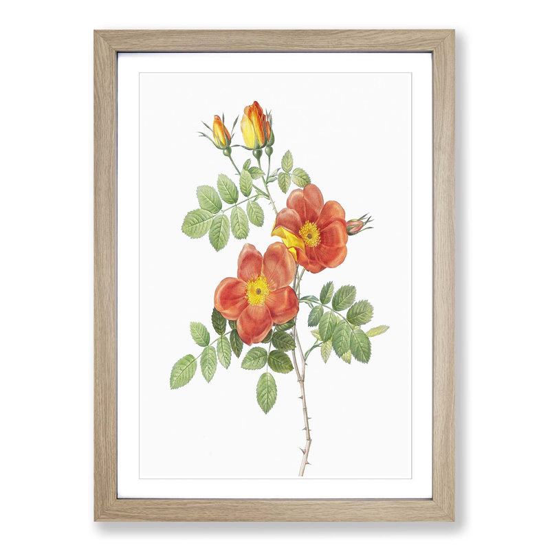 Austrian Briar Rose by Pierre-Joseph Redoute - Single Picture Frame Painting, Oak Framed, 33cm H x 24cm W x 2cm D