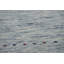 Tapis tribal Gabbeh 8 x 10