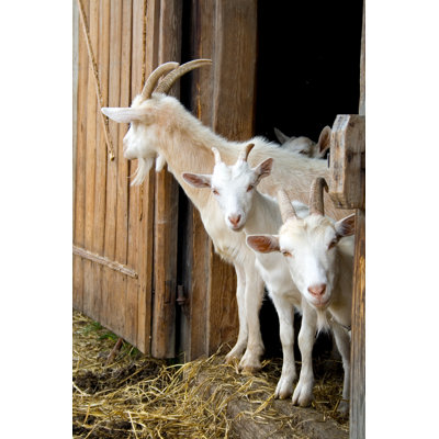 " Pet Goats " by Borsev