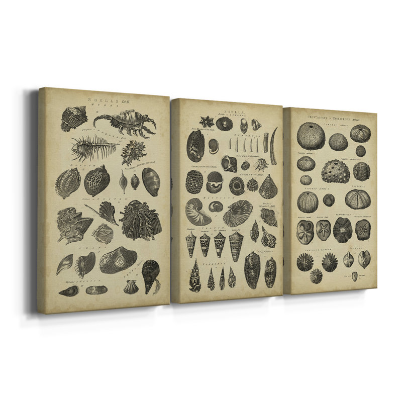 Étude de coquillages I - Toile tendue avec châssis - 3 pièces, H 27 po x l 54 po