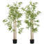 Plante-1583110476