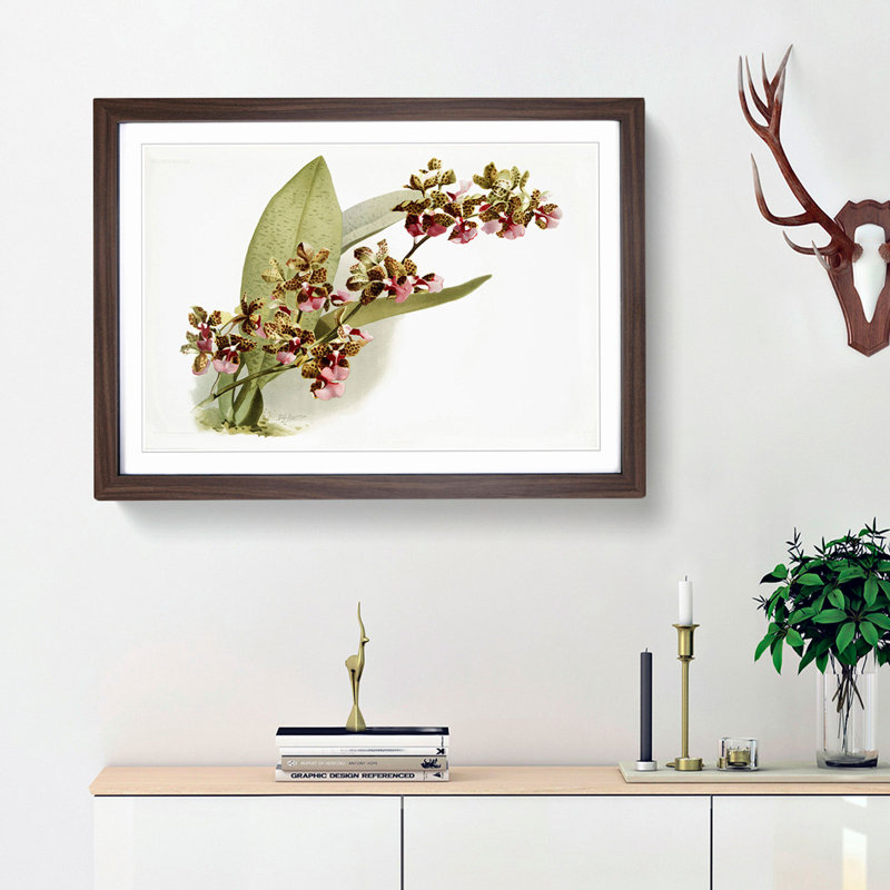 Magnolia Flowers Illustration Tab.73 by Frederick Sander - Picture Frame Art Print, 36cm H x 48cm W x 2cm D, Walnut Framed