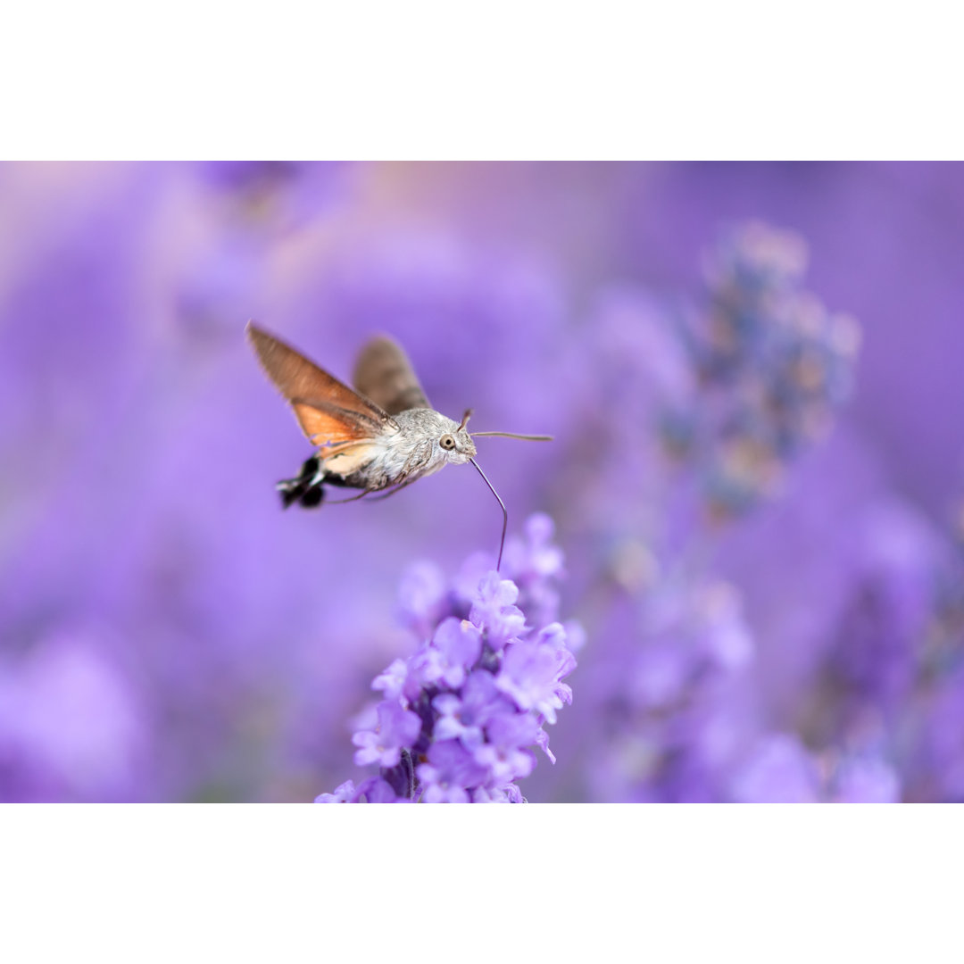 Hummingbird Hawk Moth von Thomaslenne - Kunstdrucke auf Leinwand