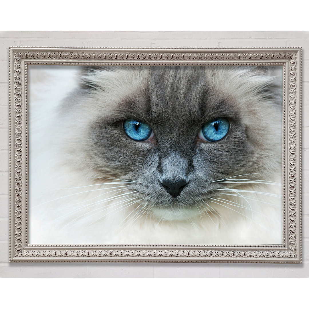 Ragdoll-Katzengesicht - Einzelner Bilderrahmen Kunstdrucke