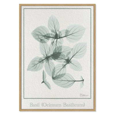Jeanette "Basil Ocimum Basilicum" Painting
