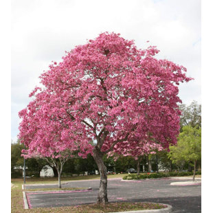 Pink Tabebuia Trumpet Tree - Live Plant in a 3 Gallon Pot - Tabebuia Heterophylla - Beautiful Flowering Tree