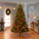 North Valley Spruce Tree with Multicolor Lights