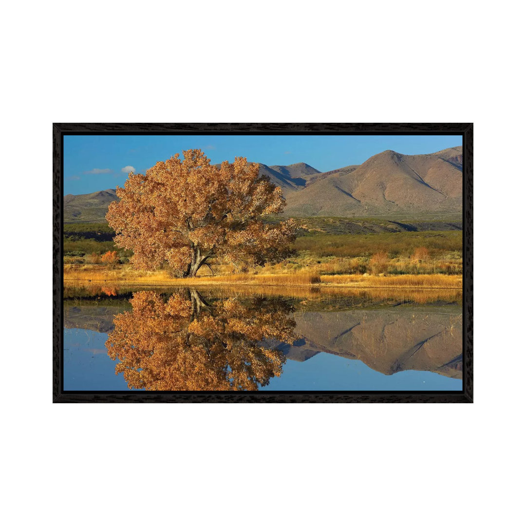 Baumwollbaum-Herbstlaub mit Magdalena Mountains im Hintergrund, New Mexico