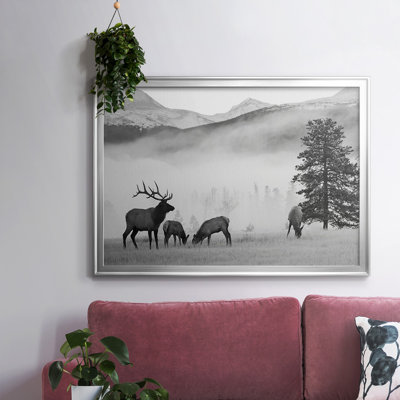 " Mountain Elk "