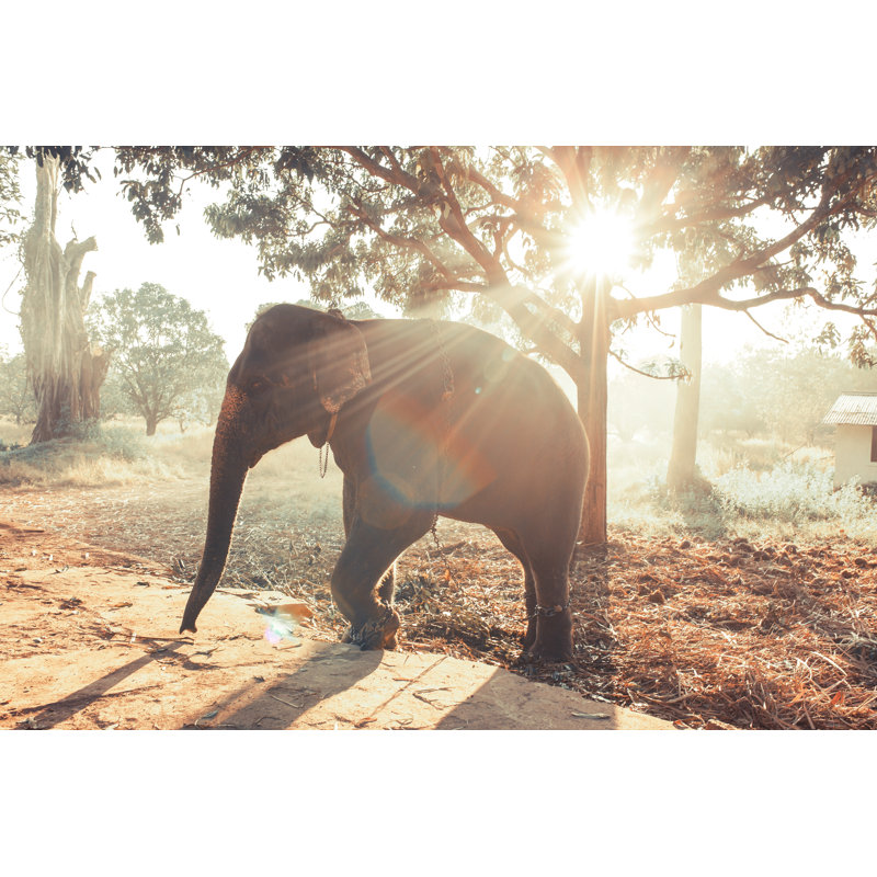 Elephant by Gizgizmooo - Wrapped Canvas Print, 51cm H x 76cm W