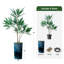 66 plantes-97700206