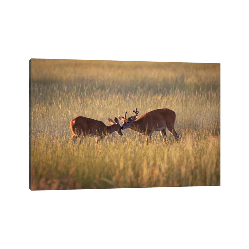 Curiosity by Mateusz Piesiak - Floater Frame Gallery-Wrapped Canvas Giclée on Canvas, 30.48 cm H x 45.72 cm W, Wrapped Canvas