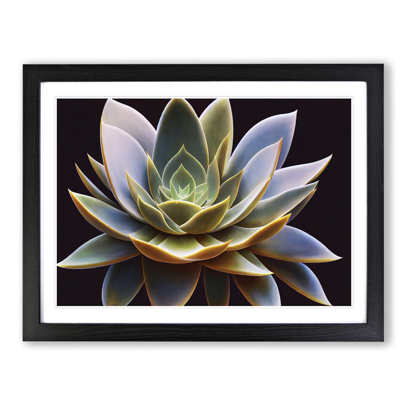 Compelling Succulent Plant - Framed Print, Black, 25cm H x 34cm W x 2cm D