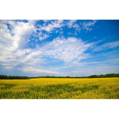 Ashwini Rape Fields - Wrapped Canvas Print