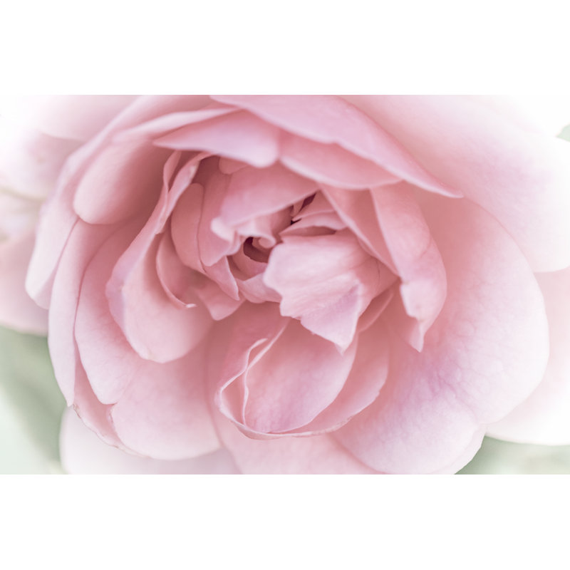 Jolies fleurs roses II, H 8 po x l 12 po x P 1,25 po