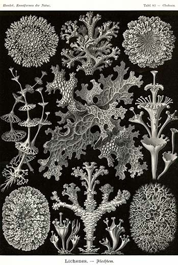 « lichens » par ernst haeky-impression d’art graphique, H 66 po x l 44 po x P 1,5 po