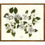 Plants & Flowers Print