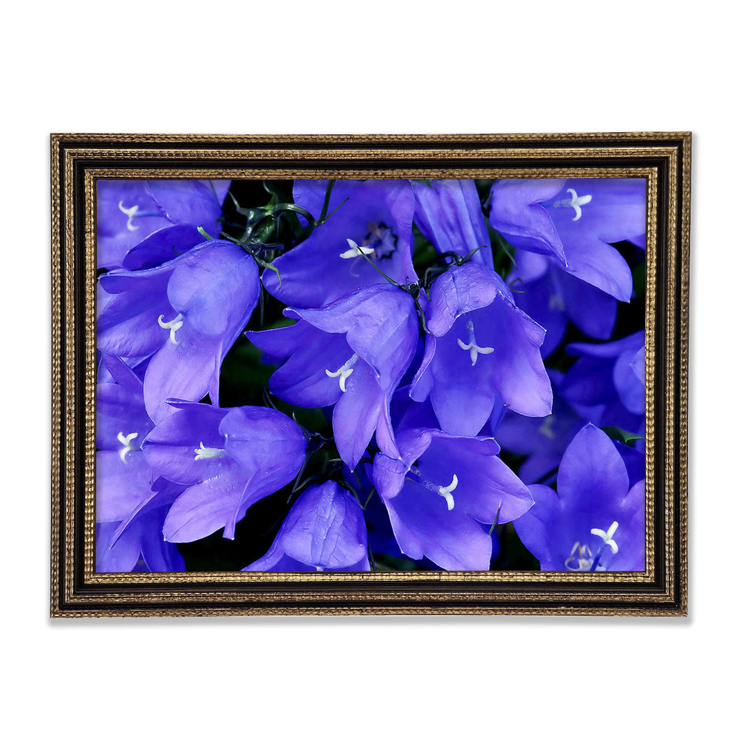 Purple Bluebells - Druck