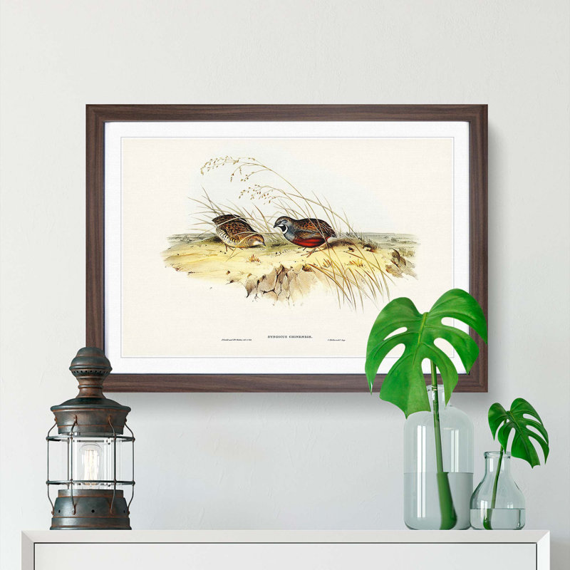 Chinese Quail by Elizabeth Gould - Picture Frame Painting Print, 27cm H x 36cm W x 2cm D, Walnut Framed