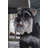 Standing Miniature Schnauzer