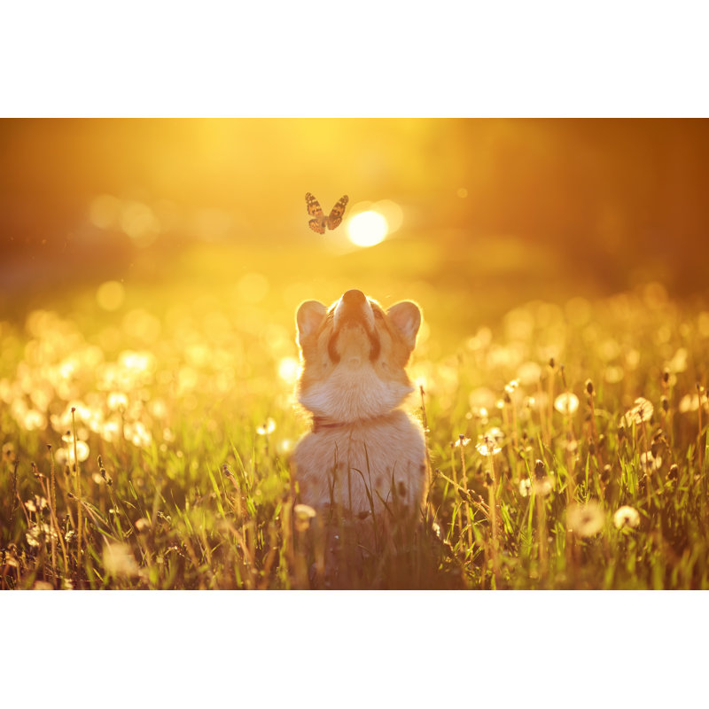 Beautiful Red Dog Puppy Corgi Fun Catches A Butterfly Flying On A Sunny Warm Summer Meadow by Nataba - Wrapped Canvas Print
