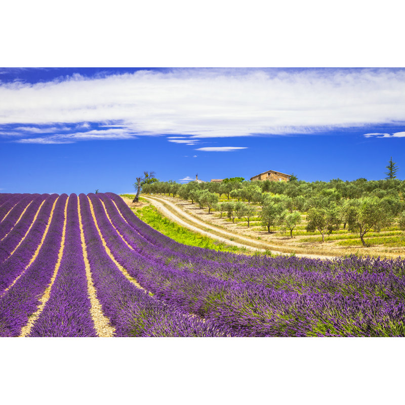 Lavender In Provence, France by Freeartist - Wrapped Canvas Print, 81cm H x 122cm W x 3.8cm D