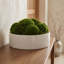 Nature's Nostalgia 8'' Moss Plant in Fiberstone Planter-372185924