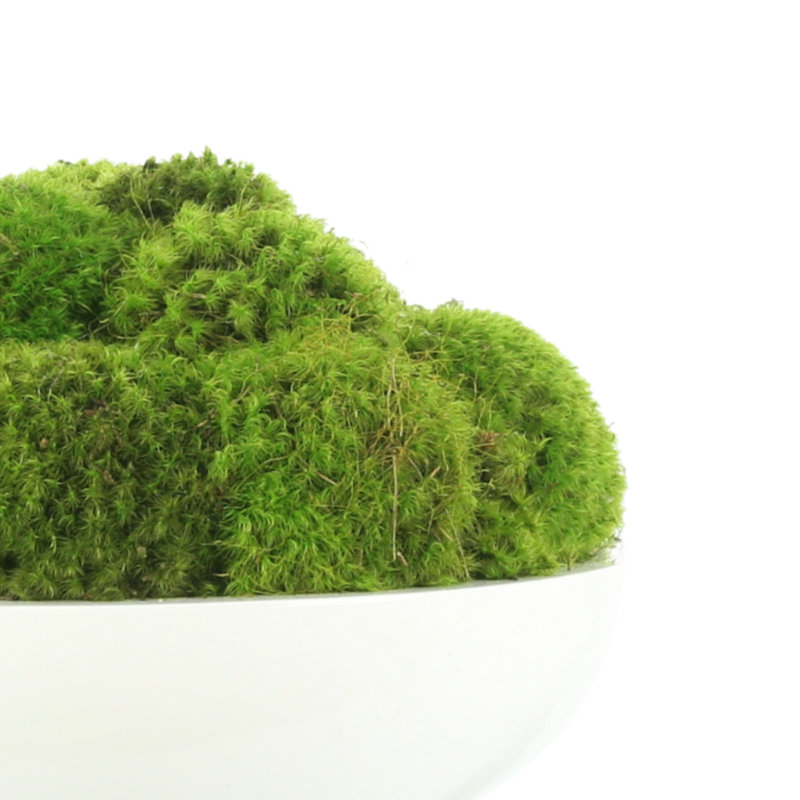 5" Artificial Moss Plant in Planter, 10" H x 18" W x 18" D