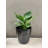 Bamboo Blooms 7" Round Sage Green Self-Watering Indoor/Outdoor Bamboo Plant Pot Oddie