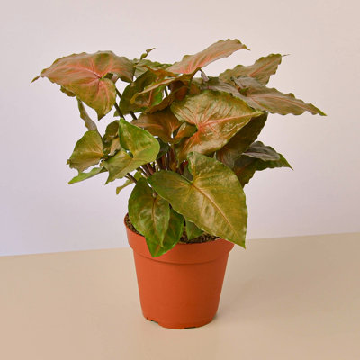 House Plant Shop Live Foliage Plant