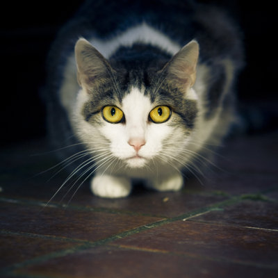 Portrait de chat par Pixalot
