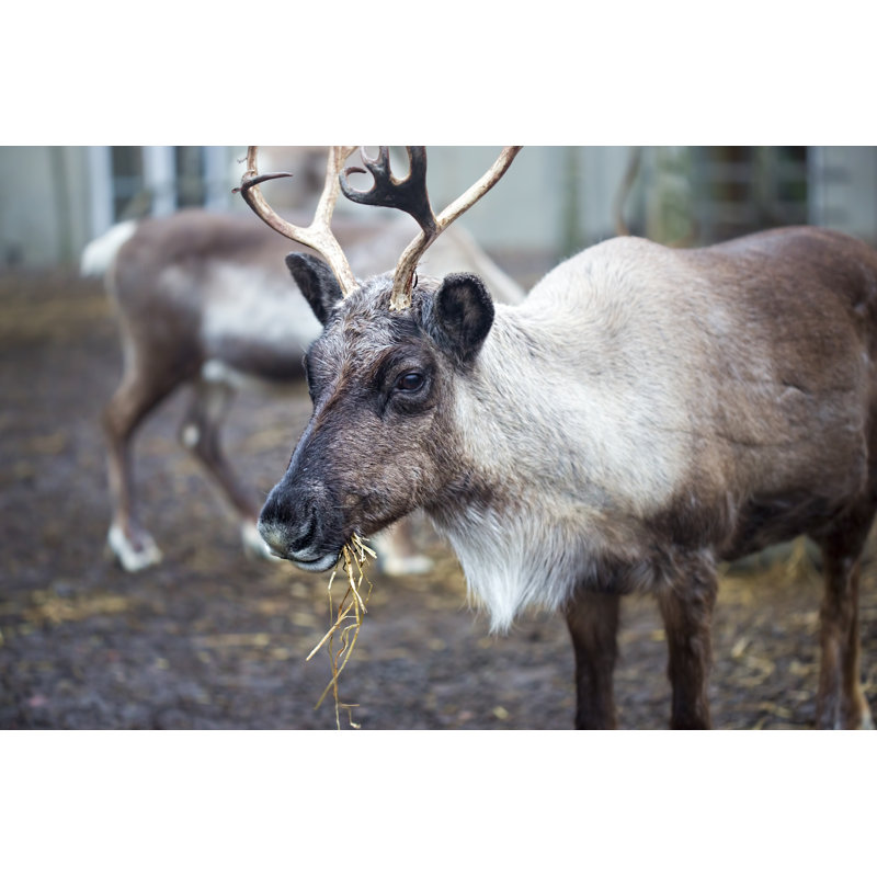 Ensminger Reindeer Eating - Wrapped Canvas Print, 30cm H x 46cm W x 3.8cm D