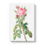 Pink Roses In Bloom by Pierre-Joseph Redoute - Wrapped Canvas Painting-55325473