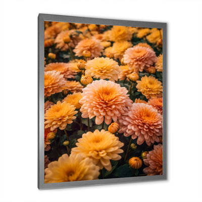 " Yellow Chrysanthemums Field At Sunrise "