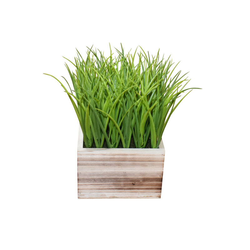 9,5 po plante en pot Dias