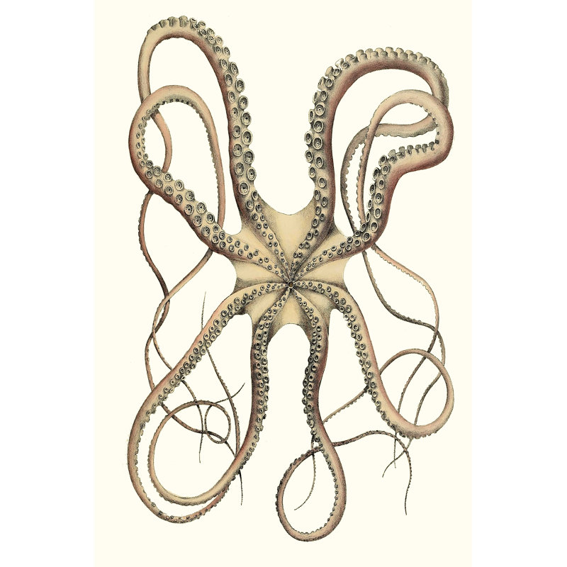 " Antique Octopus Collection IV ", 18" H x 12" W