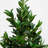 Olive Cone Artificial Topiary Tree in Planter