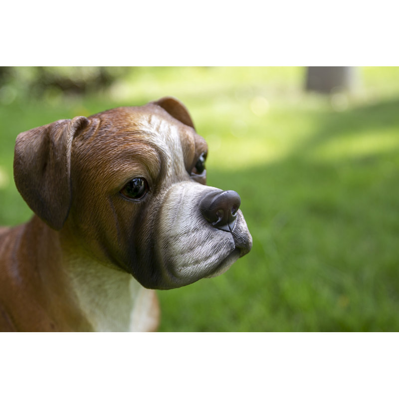 Boxer Dog Standing