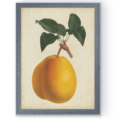 " Antique Pear Botanical II " by Paul Cezanne