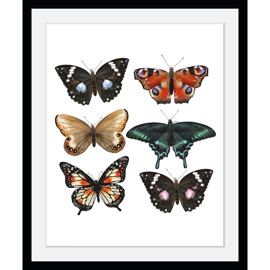 Gerahmtes Poster Butterflies