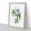 Blue Passionflower by Pierre-Joseph Redoute - Picture Frame Graphic Art Print-55544137-55544132