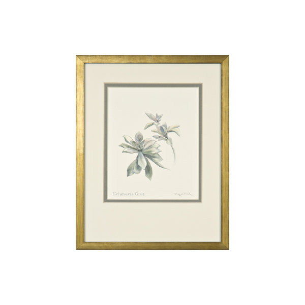 Echeveria Grus Print