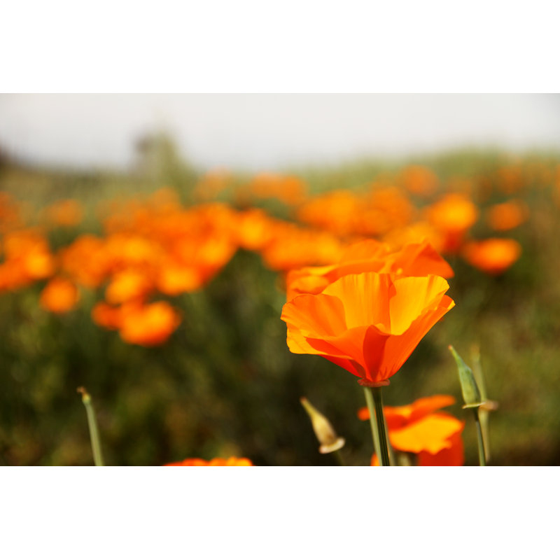 Orange Flower by Ahmadmahmood - Wrapped Canvas Print, 20cm H x 30cm W