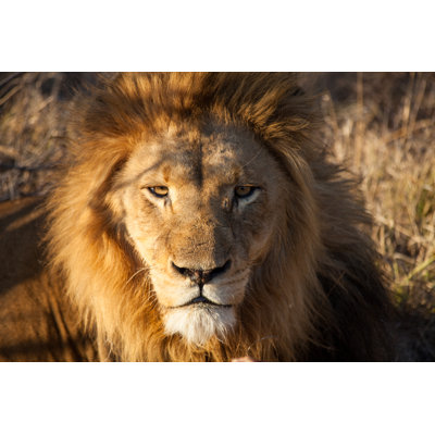 Eyes of a Lion - Photographie sur toile tendue