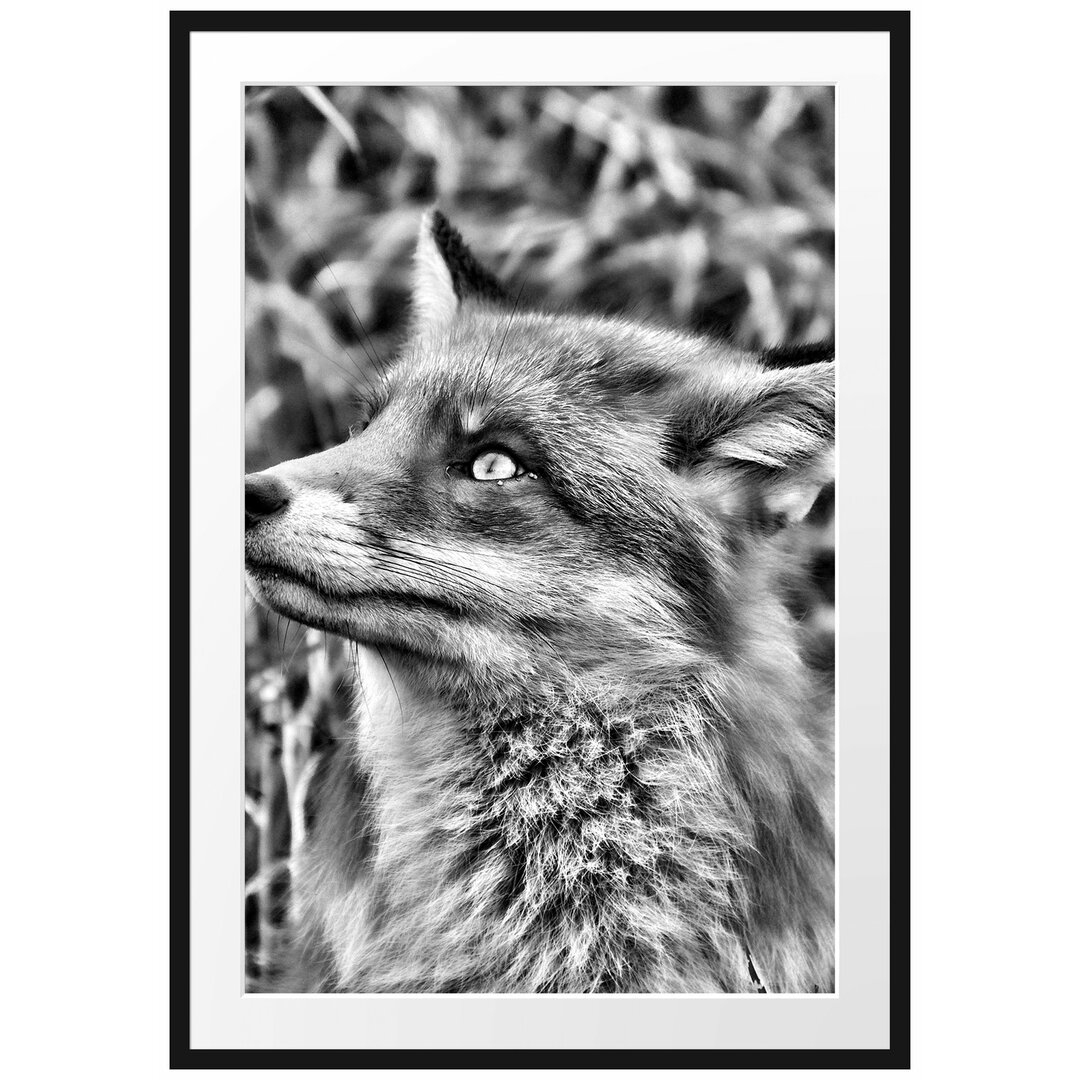 Gerahmtes Poster Fuchs auf Wiese