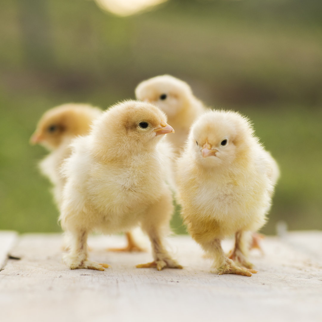 Buff Orpington Bantam Küken von Alejandrography - Leinwandbilder Kunstdrucke